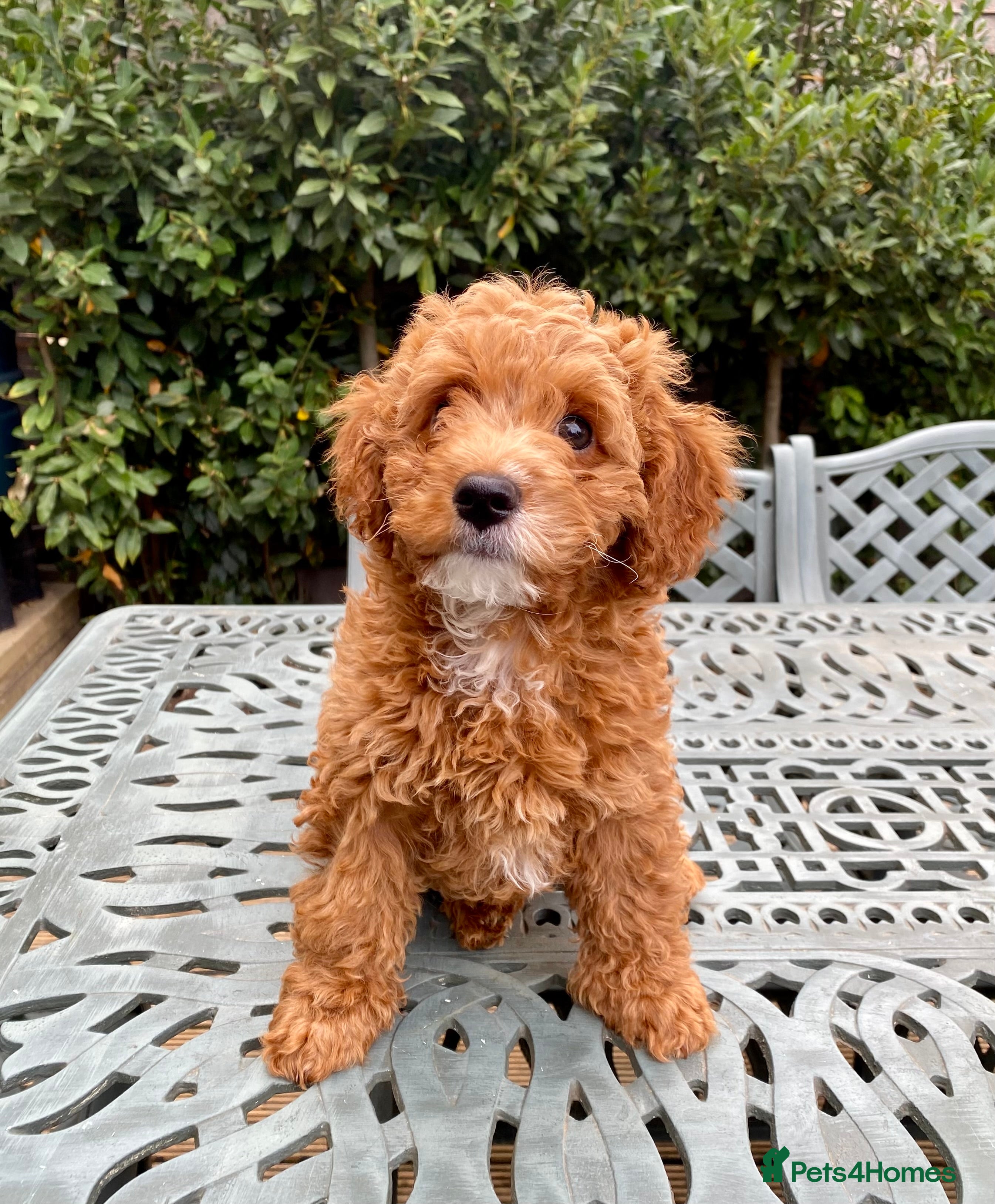 Cavapoo dogs Stunning Micro Asian Poodle x Cavapoo F1B puppies - Advert 2