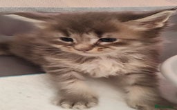 Maine Coon cats for sale: Fully health tested and Tica registered  in Great Missenden - Image 23