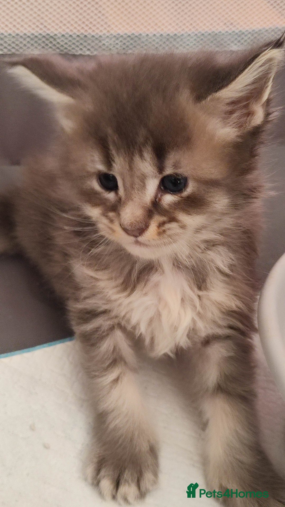 Maine Coon cats for sale: Fully health tested and Tica registered  in Great Missenden - Image 23