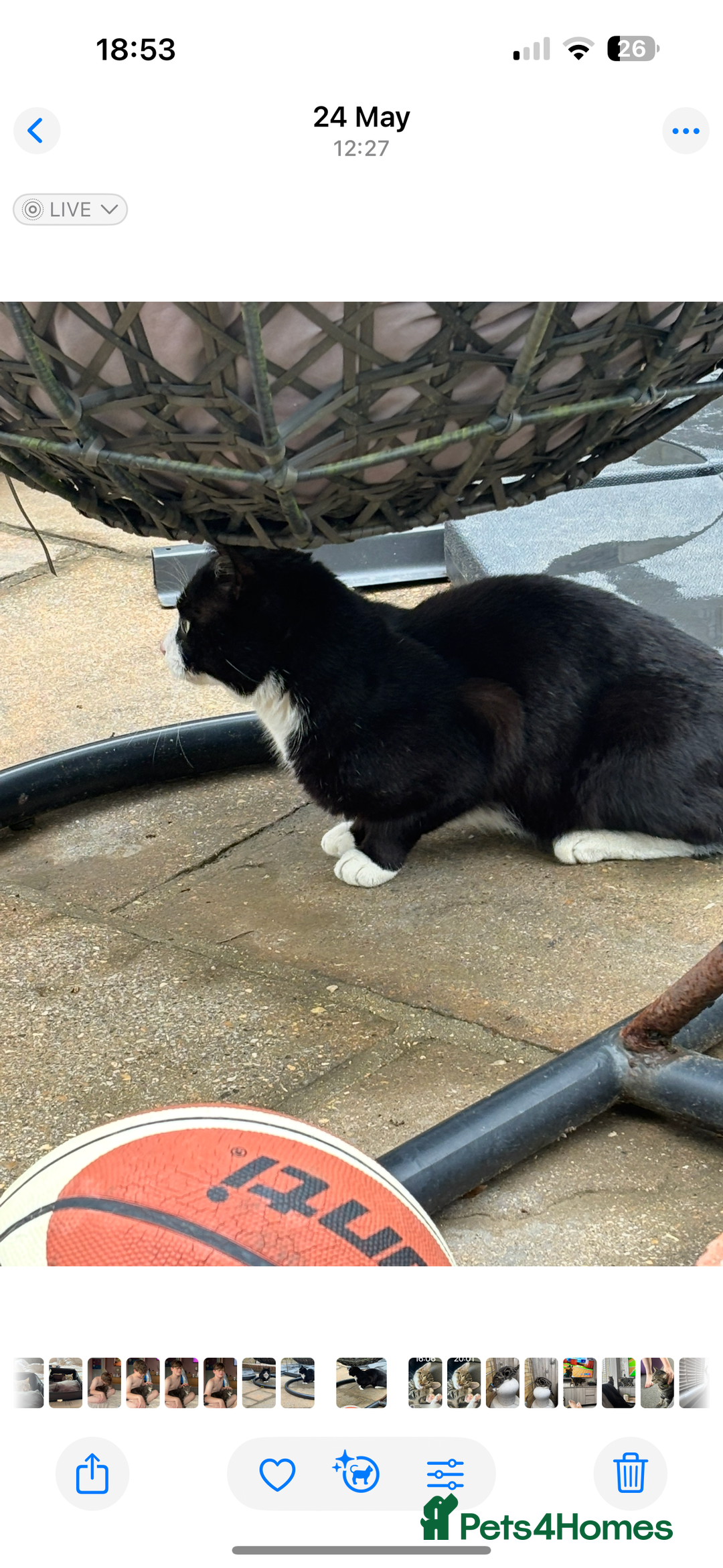 Mixed Breed cats for sale: Black and white kittens  - Image 24
