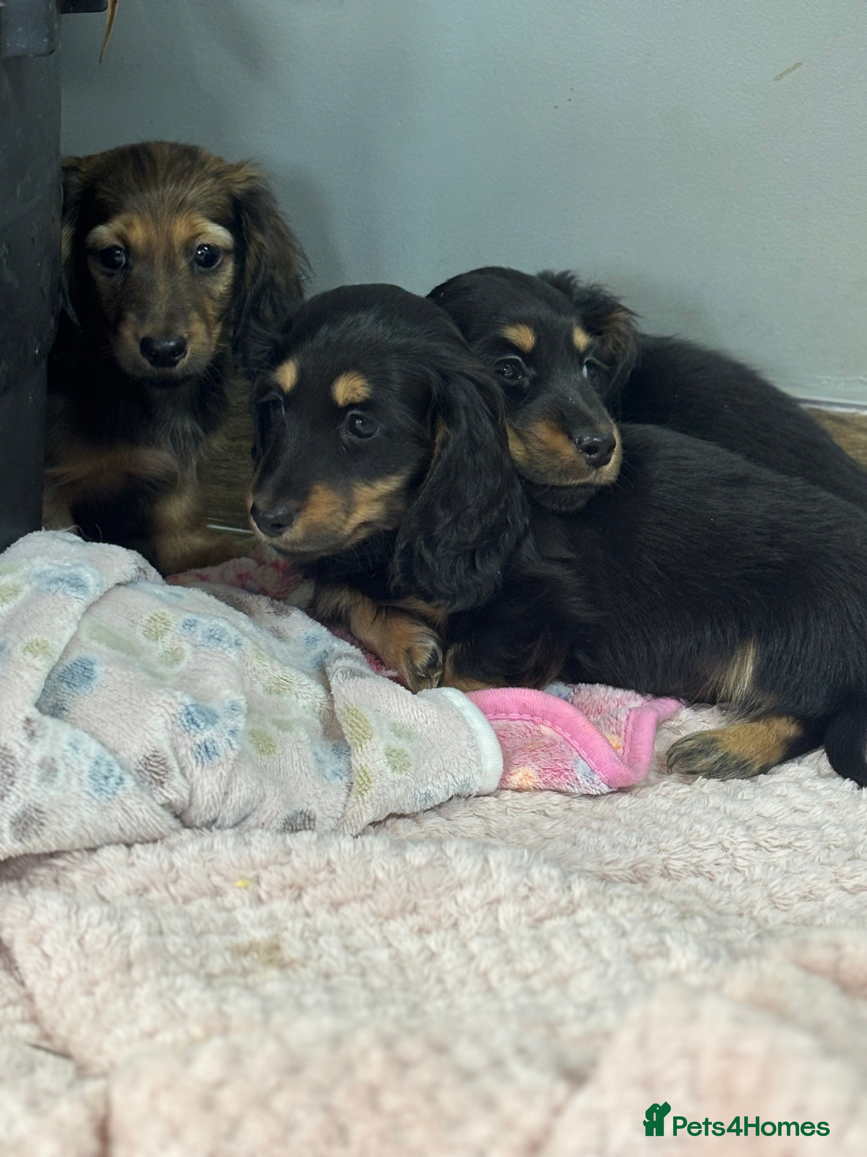 Miniature Dachshund dogs Longhair mini dachshund  - Advert 3