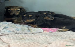 Miniature Dachshund dogs for sale: Longhair mini dachshund  - Advert 1