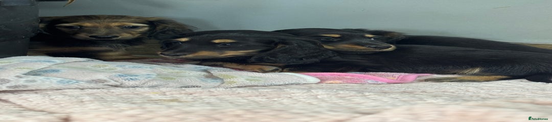 Miniature Dachshund Puppy 4