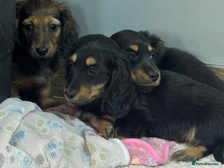 Miniature Dachshund dogs Longhair mini dachshund - Advert 1