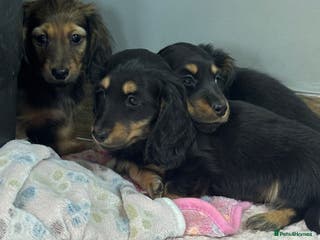 Miniature Dachshund dogs Longhair mini dachshund - Advert 16