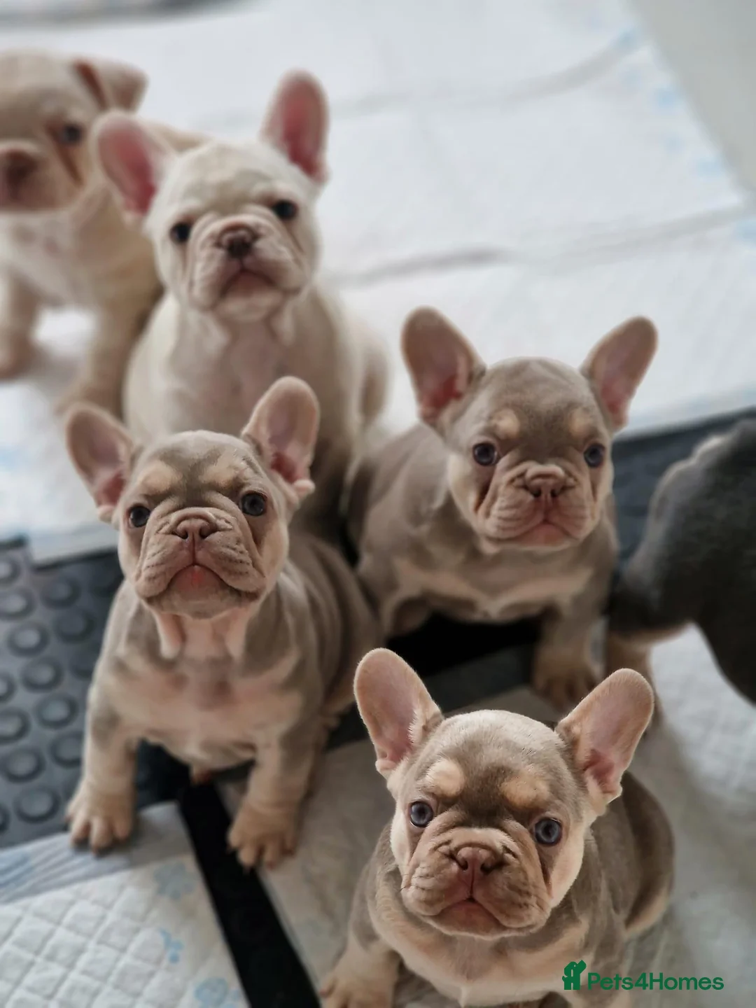 French Bulldog dogs for stud: ISABELLA NEWSHADE AND TAN CREAM CARRIER STUD in Boston - Advert 4