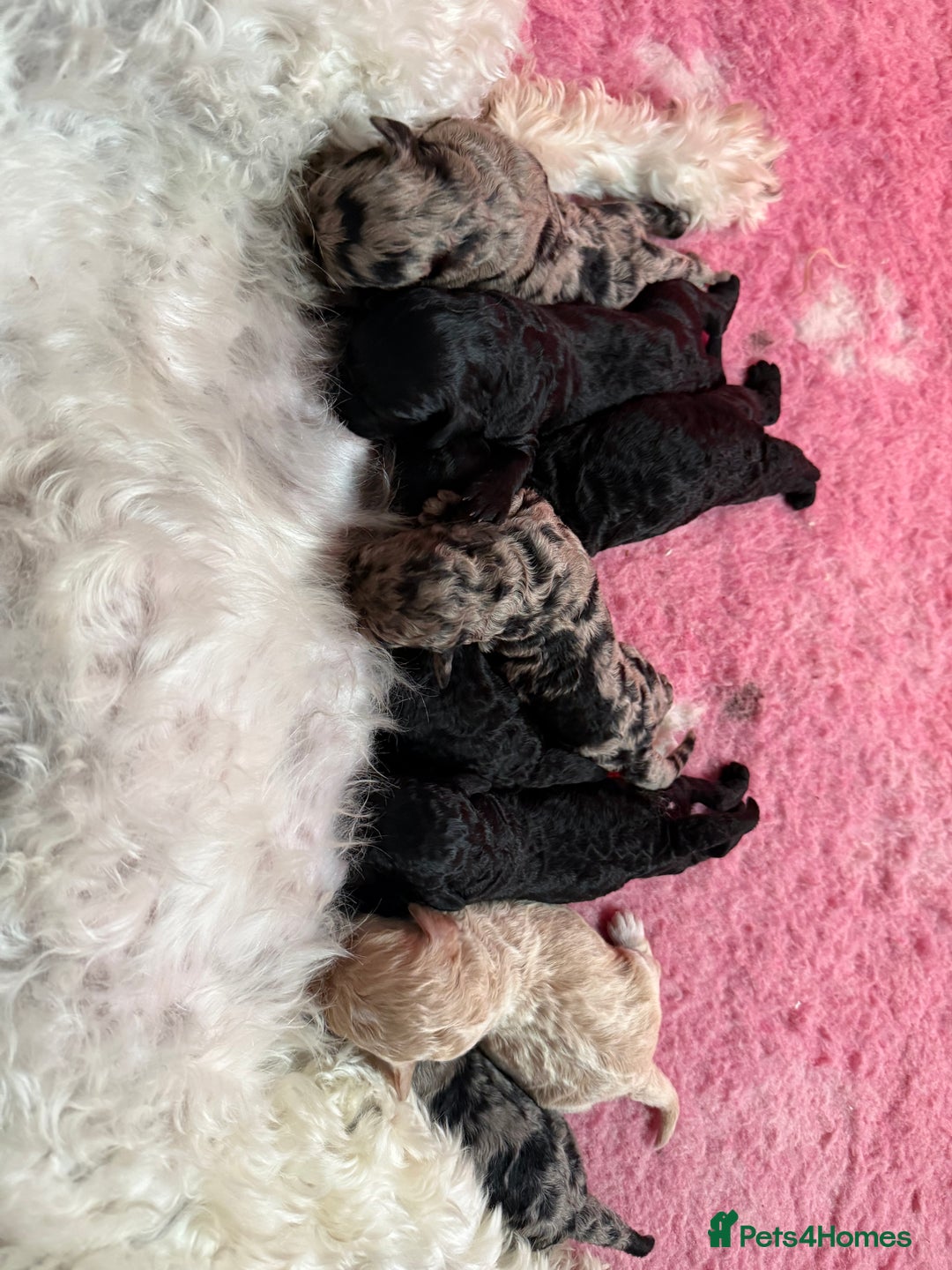 Sproodle dogs for sale: Stunning F2b Sproodle Puppies  - Image 1