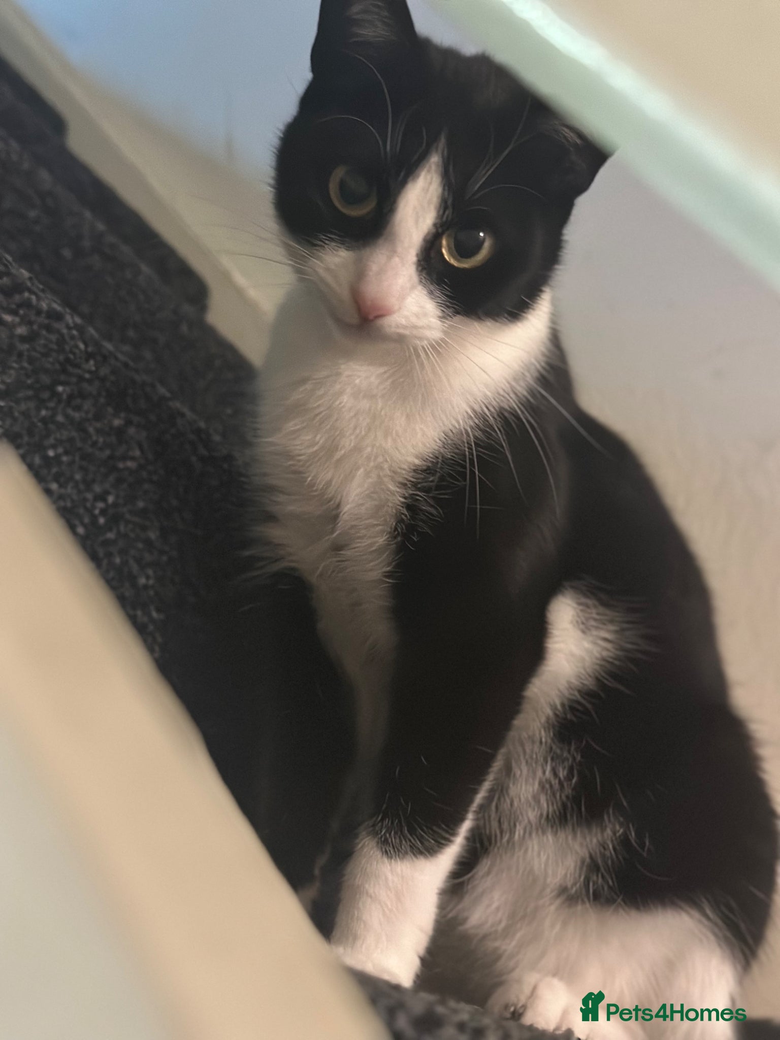 Mixed Breed cats 1 female cat for sale  - Advert 1