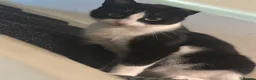 Mixed Breed cats for sale: 1 female cat for sale  - Advert 1