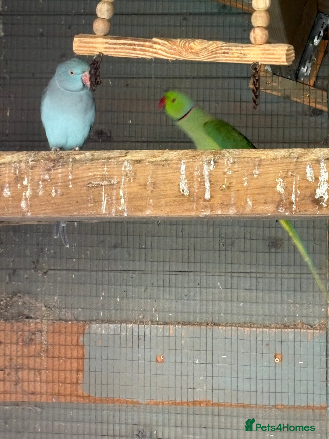 Ringnecks birds for sale: Baby ringneck for sale - Advert 2