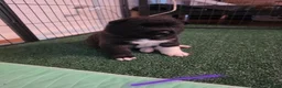 Akita dogs for sale: KC registered American Akita puppies - Advert 22