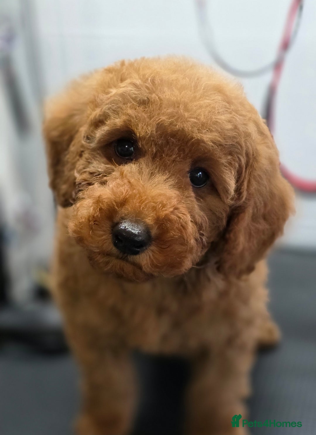 Miniature Poodle dogs for sale: MINIATURE POODLE PUPPIES - Image 9
