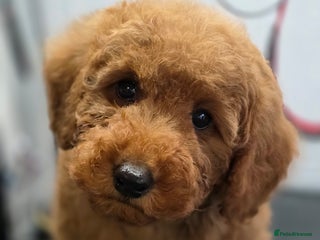 Miniature Poodle dogs - Advert 2