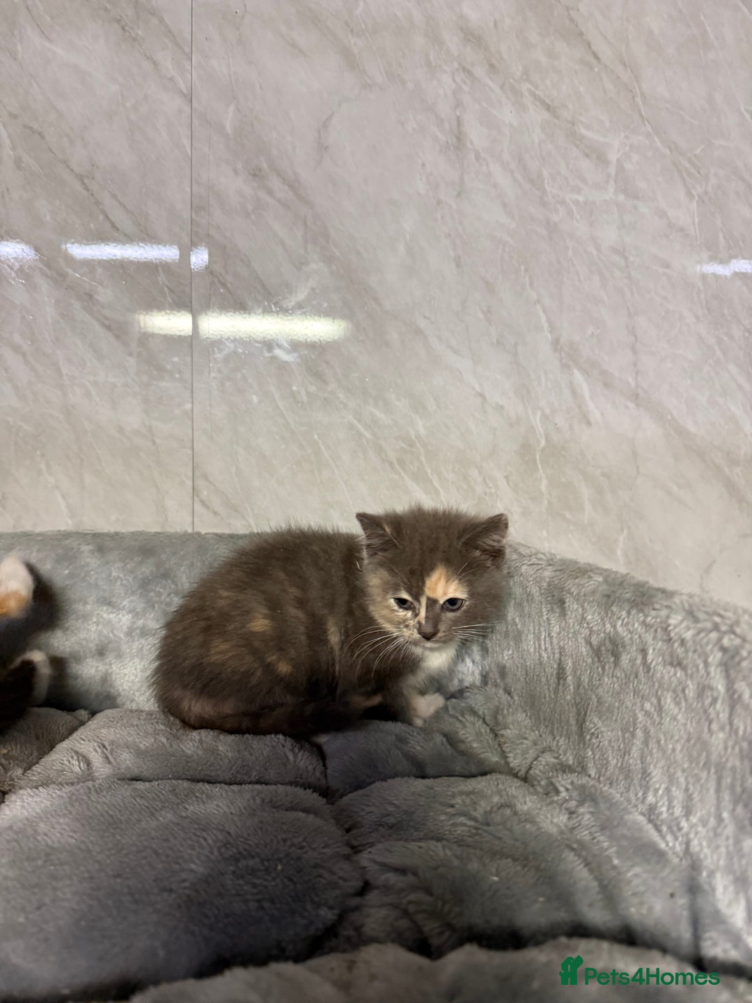 Ragdoll cats for sale: Half Ragdoll Kittens - Advert 1