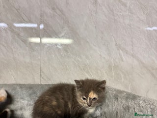 Ragdoll cats Half Ragdoll Kittens - Advert 9