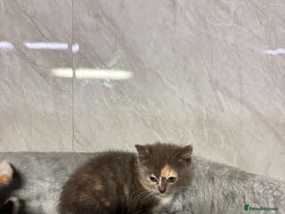 Ragdoll cats Half Ragdoll Kittens - Advert 5