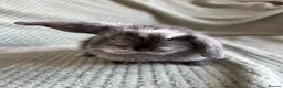 Mini Lop rabbits for sale: Mini lop babies  - Advert 6
