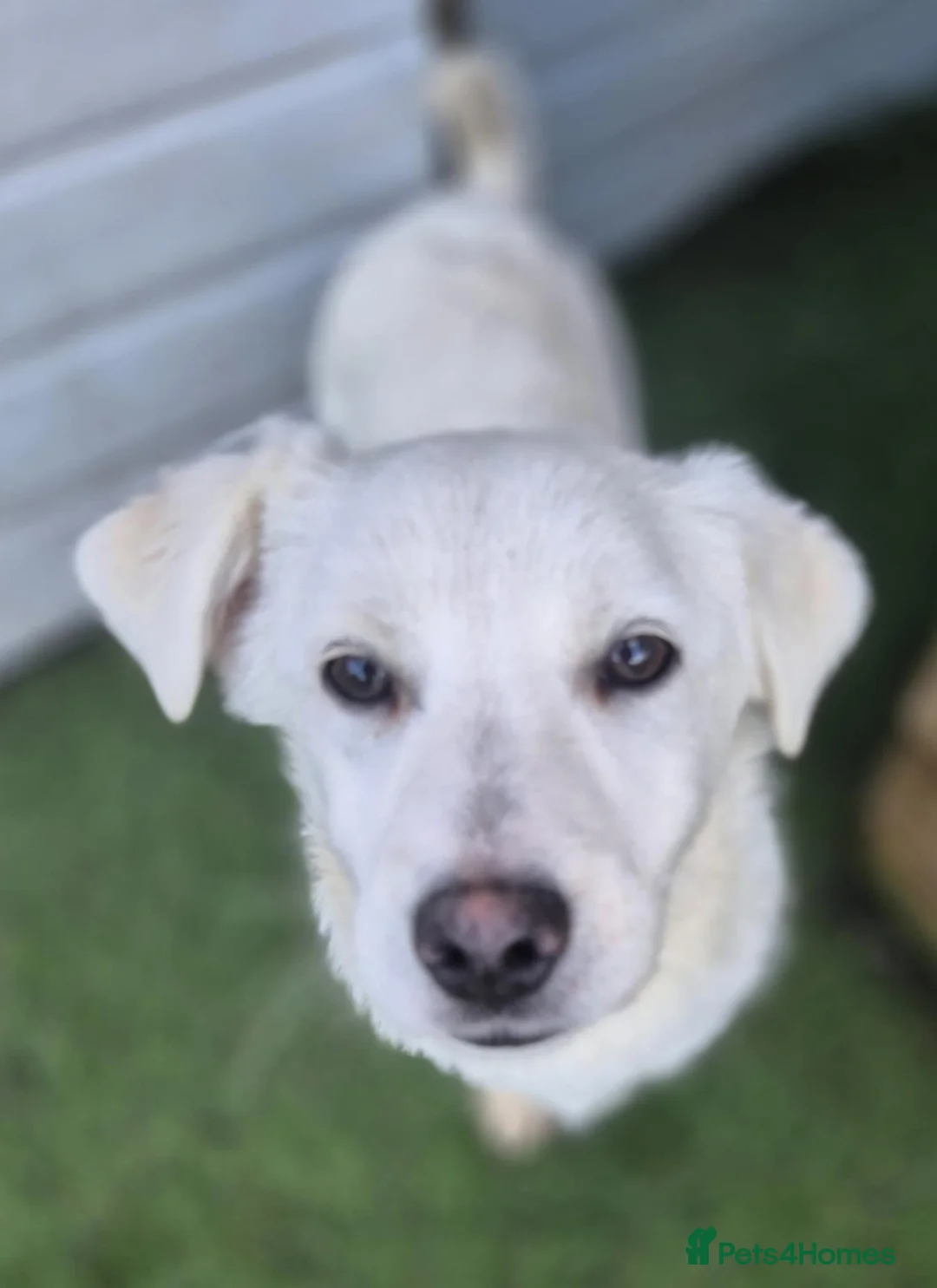 Mixed Breed dogs for adoption: Buddy - In Ayr Looking for a home  - Advert 1