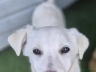 Mixed Breed dogs Buddy - In Ayr Looking for a home - Advert 9