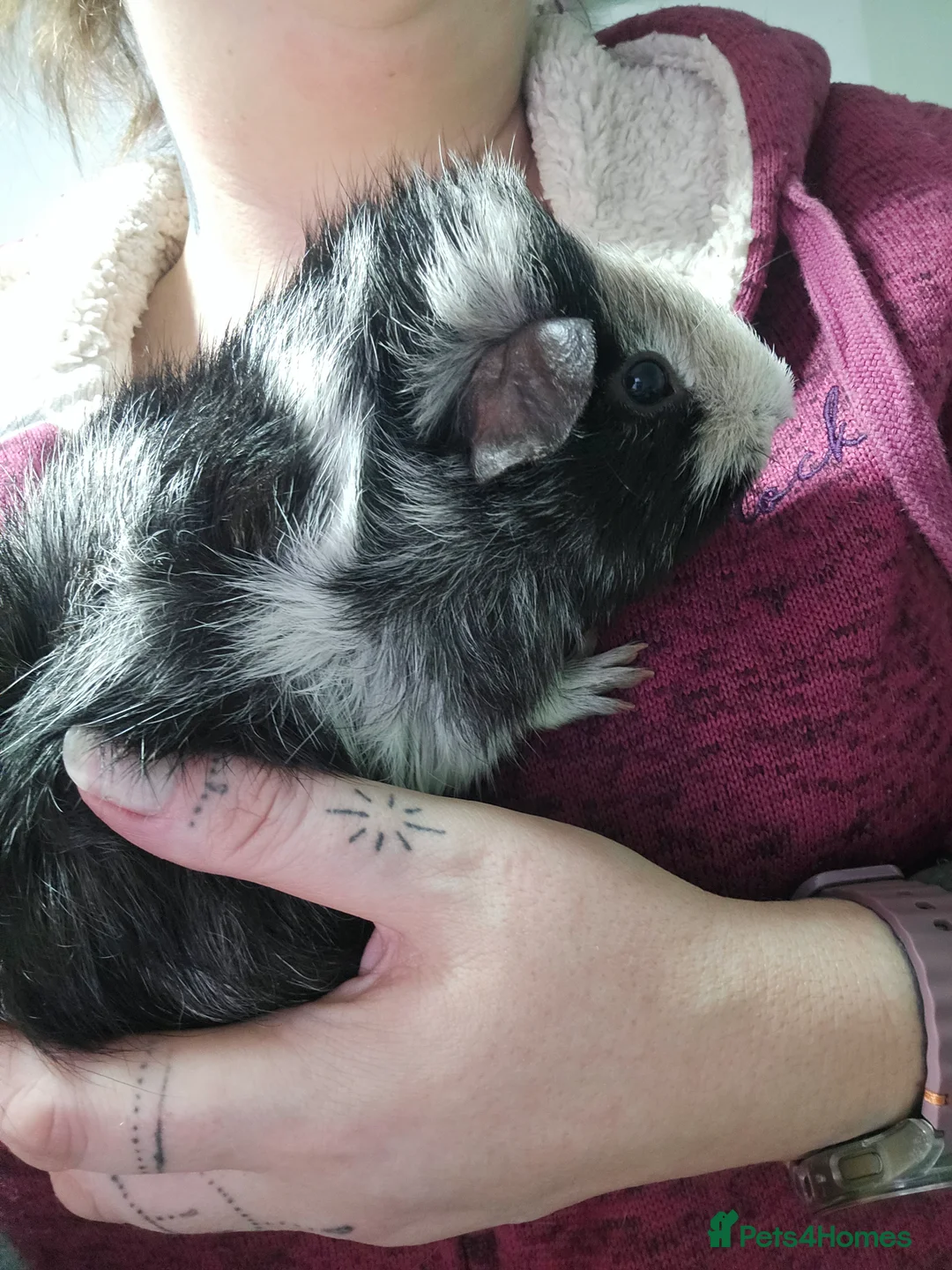 Guinea Pig rodents for sale: 2 Male Guinea Pigs in Rotherham - Advert 5