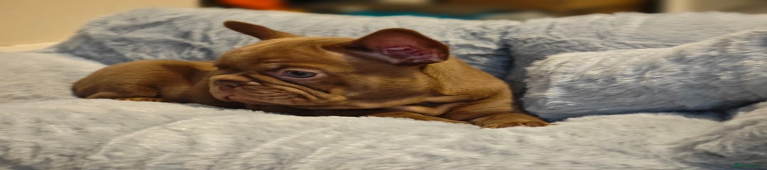 French Bulldog Puppy 3