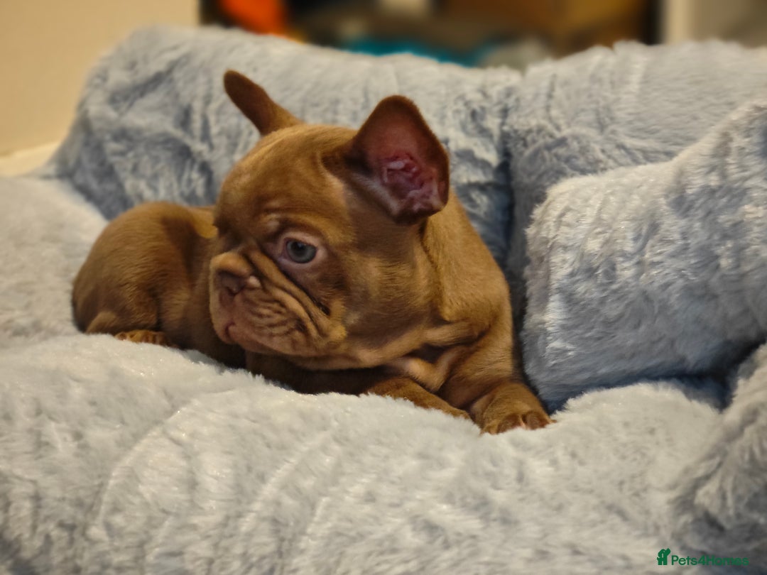 French Bulldog dogs for sale: Adorable Puppies looking for their forever home - Advert 4
