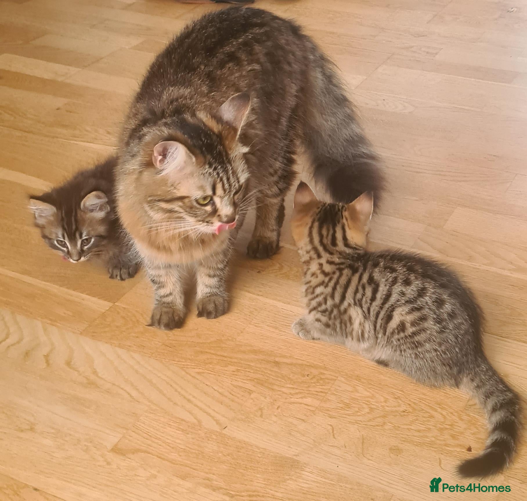 Mixed Breed cats 2 beautiful kittens - Advert 3