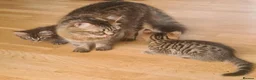 Mixed Breed cats for sale: 2 beautiful kittens - Advert 1