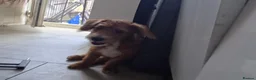 Jackapoo dogs for sale: Cheeky loving lala - Advert 9