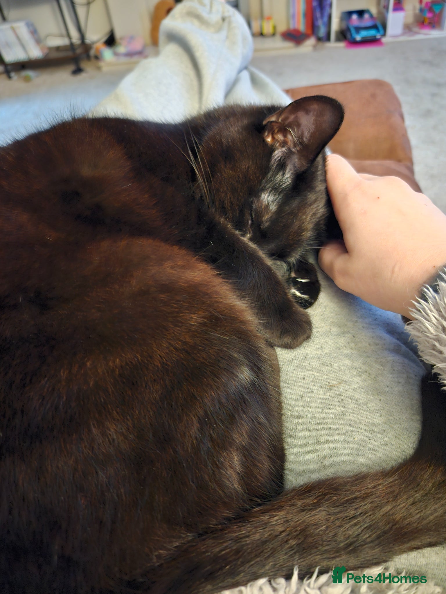 Mixed Breed cats for sale: Maeve- Cat - Advert 14