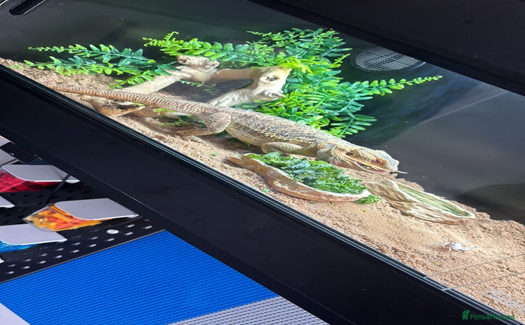 Bearded Dragon reptiles - Advert 1