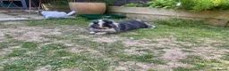 Lionhead rabbits for sale: Super playful Lionlop  - Advert 6