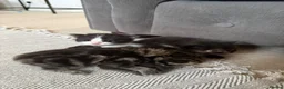 Mixed Breed cats for sale: Kittens for sale  - Advert 2