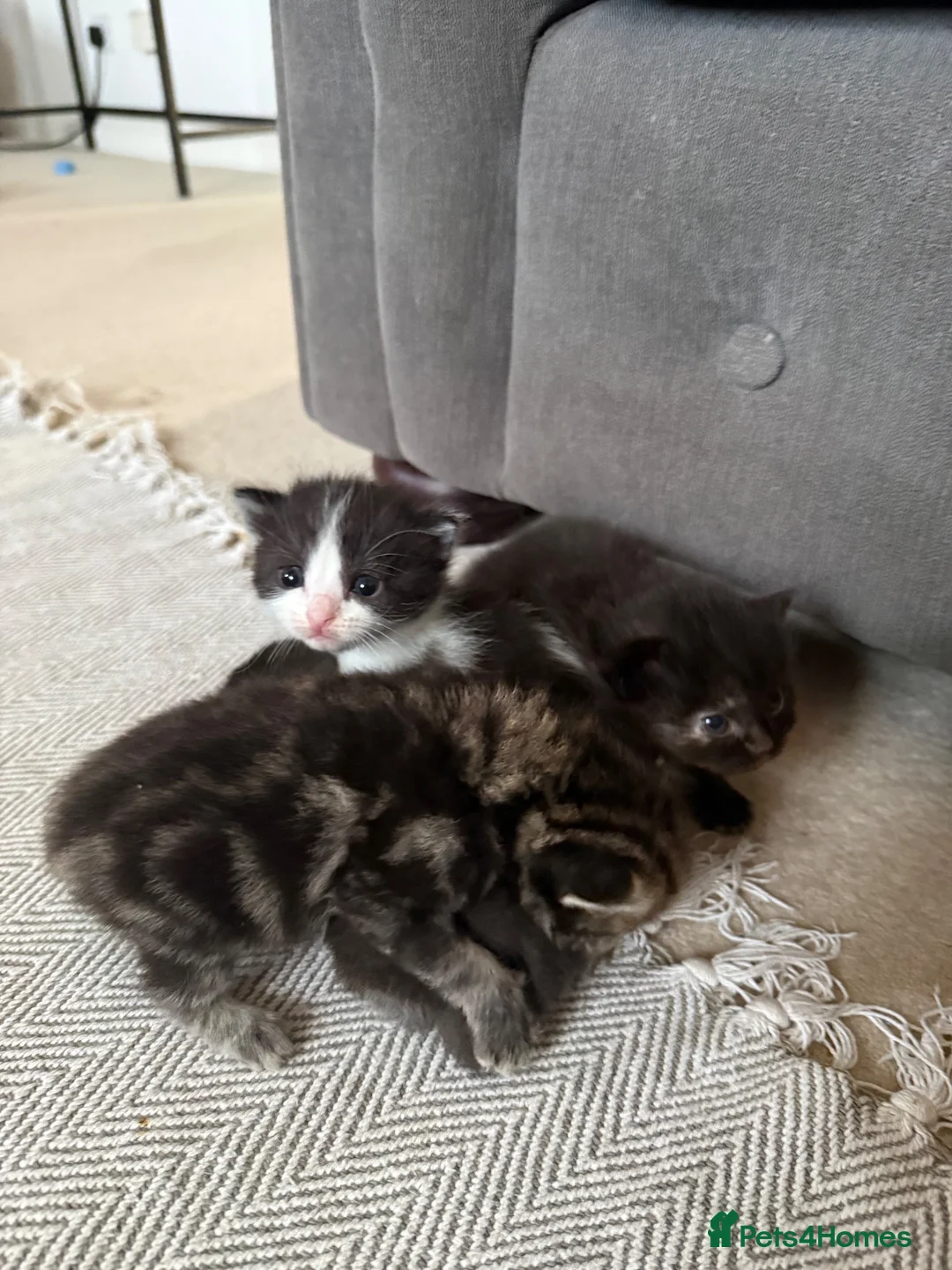 Mixed Breed cats for sale: Kittens for sale  - Advert 2