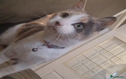 Mixed Breed cats for sale: Beautiful Calico - Image 4