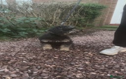 Cavapoo dogs for sale: Female 2 year old cavapoo - Image 3