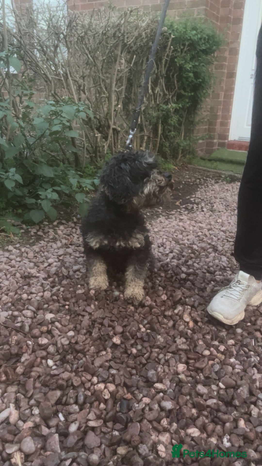 Cavapoo dogs for sale: Female 2 year old cavapoo - Image 3