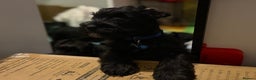 Miniature Schnauzer dogs for stud: Beautiful kc reg Black Mini Schnauzer for stud - Advert 13