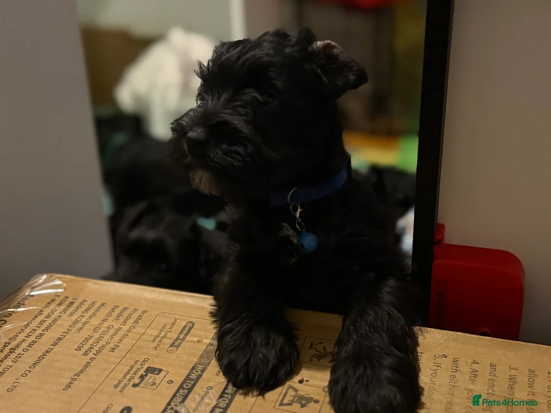 Miniature Schnauzer dogs for stud: Beautiful kc reg Black Mini Schnauzer for stud - Advert 13