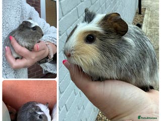 Guinea Pig rodents Baby Guinea Pigs for sale - Advert 4