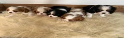 Cavalier King Charles Spaniel dogs for sale: 5* Licensed RKC H/T Gorgeous Cavalier KC - Advert 6