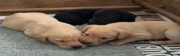 Labrador Retriever dogs for sale: Fantastic litter of eight kc working labradors - Advert 10