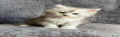 Black Silver Maine Coon Girl (light pink collar)