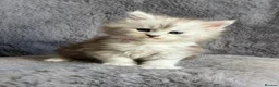 Maine Coon cats for sale: Beautiful Pedigree Kittens looking for Loving Home - Advert 6