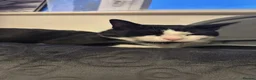Mixed Breed cats for sale: Black and white tuxedo kittens  in London - Advert 2
