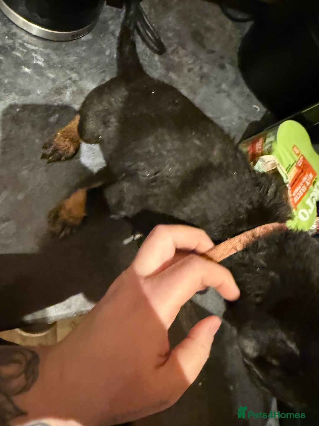 Mixed Breed dogs for sale: Cross breed Rottweiler puppies  - Advert 16