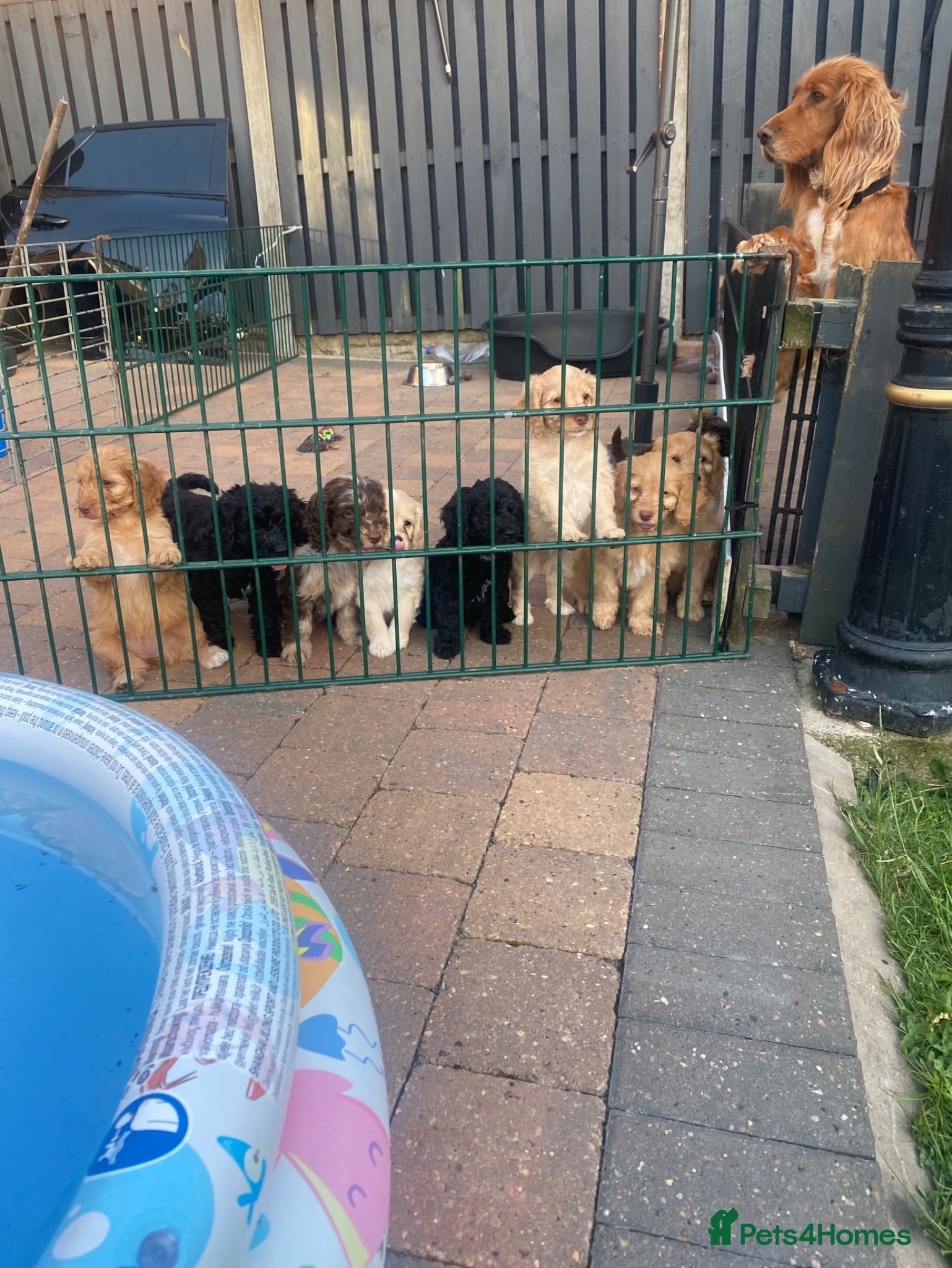 Cockapoo dogs Cockapoo puppies  - Advert 2