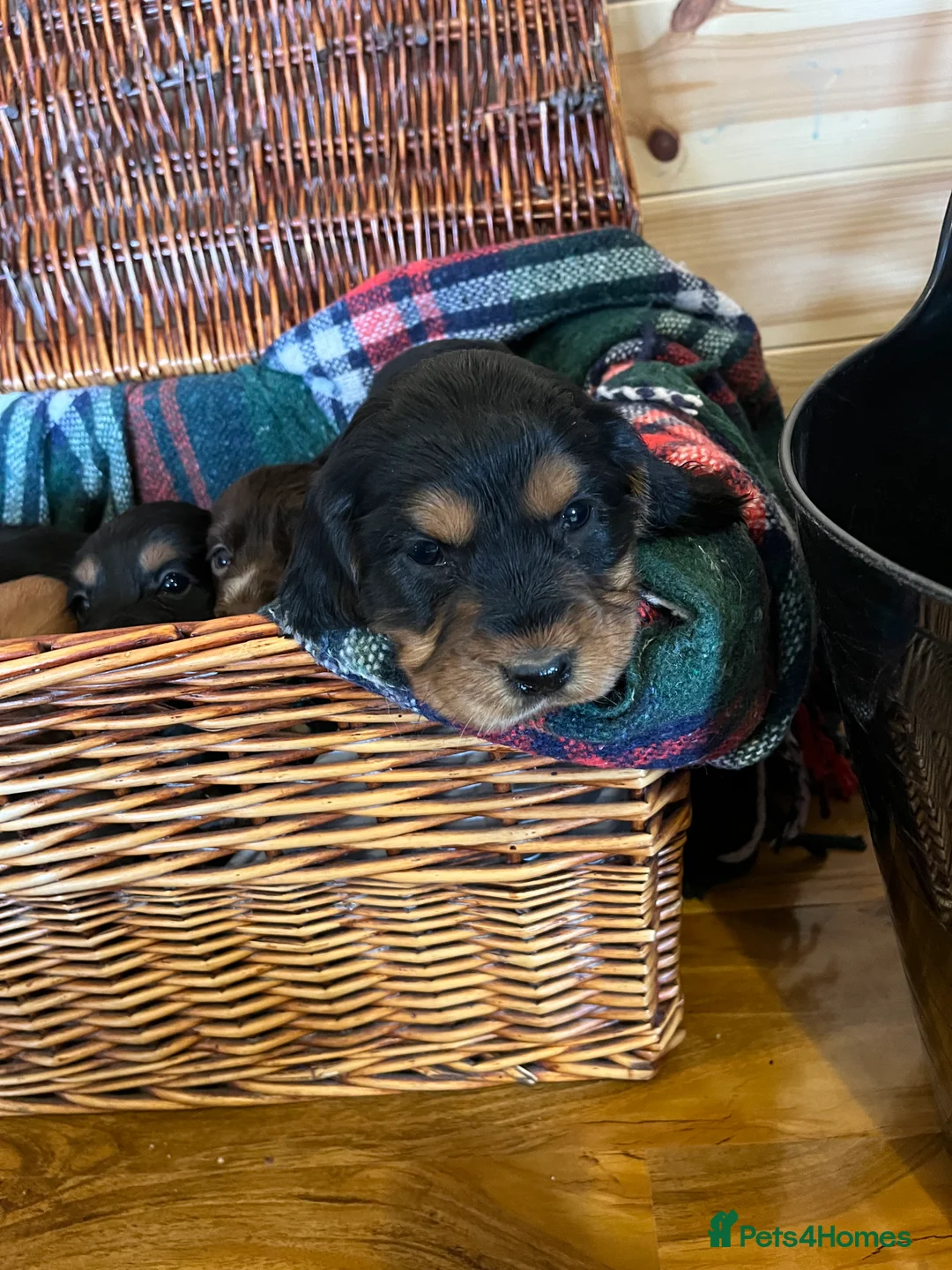 Cocker Spaniel dogs for sale: cocker spaniels - Advert 2