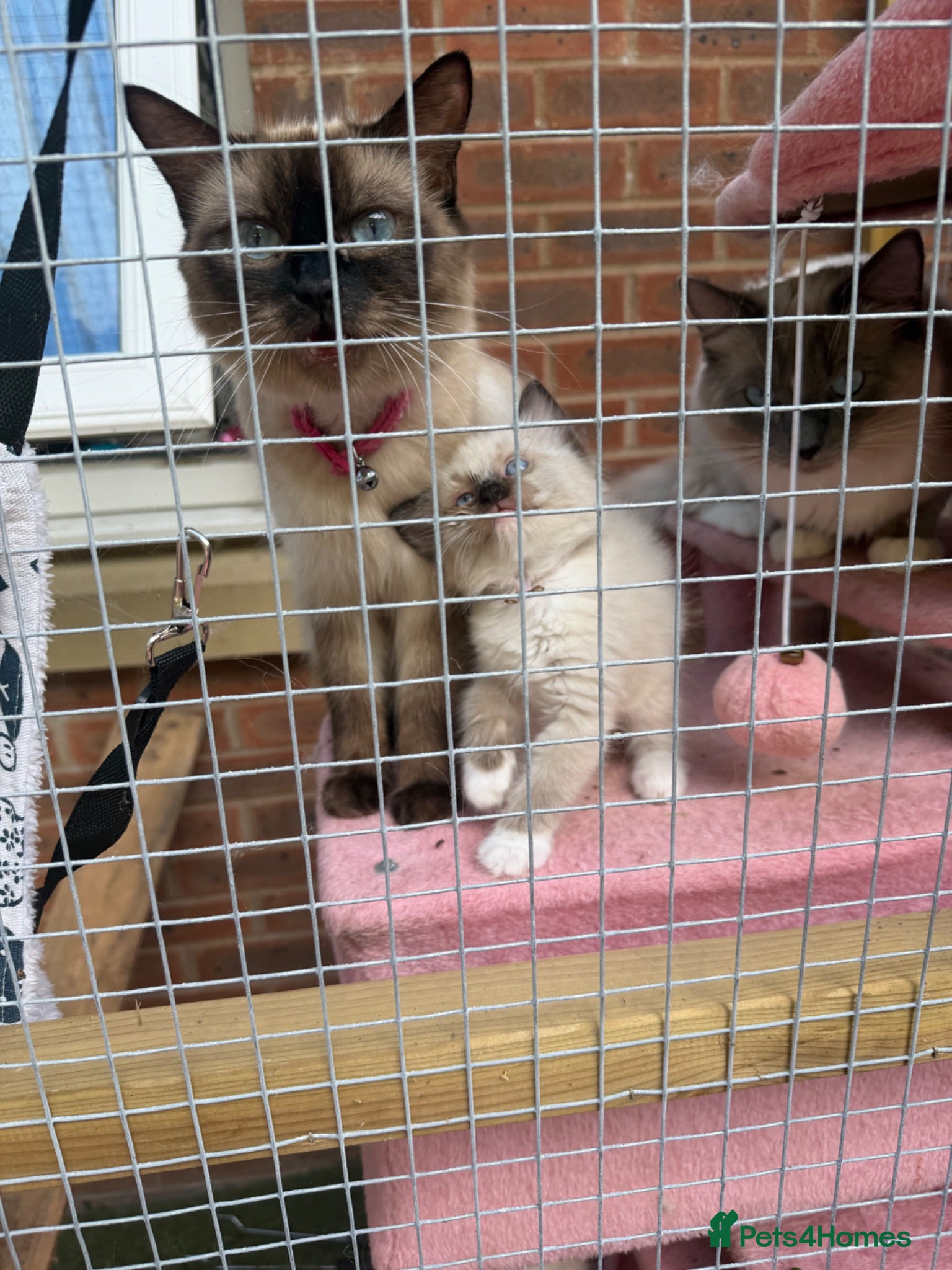 Ragdoll cats 2 gorgeous males  - Advert 3
