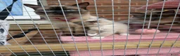 Ragdoll cats for sale: 2 gorgeous males  - Advert 1